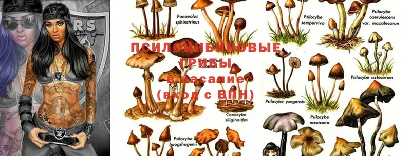 Галлюциногенные грибы ЛСД  где найти наркотики  мориарти телеграм  Северодвинск 